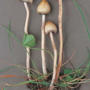 Penis Envy Mushrooms For Sale, Buy Mushrooms online, Buy penis envy mushrooms in USA,UK,USA etc.place your order now and receive same day home delivery.