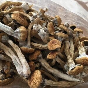 Buy Golden Teacher Mushroom Online in USA, Magic mushrooms for sale in UK europe,Australia Canada & Germany with secure home delivery at cheap rates.